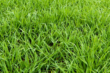 Natural green grass texture from a field, green grass background, leaves of young grain