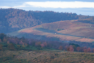 Forest on the mountain under the beam of morning light falls on the hill.