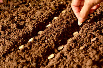 Seedling concept by human hand, Human seeding bean in soil.