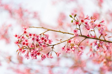Wild himalayan cherry on tree in Thailand in the morning light.