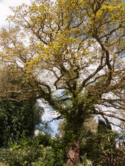 A Gorgeous and Scenic and magnificent Tree with Lots of Detail in a Garden in Full View with many branches and leaves