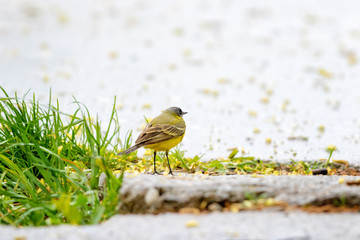 Adorable yellow wagtail bird. Romantic mood. Raining weather