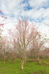 Wild himalayan cherry on tree in Thailand in the morning light.