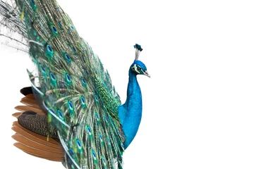 Wall murals Peacock peacock isolated on white