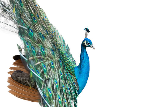 Fototapeta peacock isolated on white