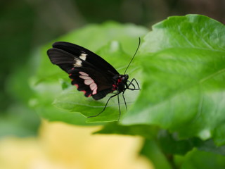 Schmetterling auf Blatt