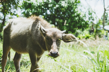 Thai little buffalo looking for food - Vintage filter