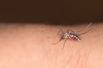 Close-up of a female yellow fever mosquito sucking human blood