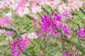 Obraz premium Cleome kwiat lub kwiat pająka (Cleome spinosa) w pięknym ogrodzie.