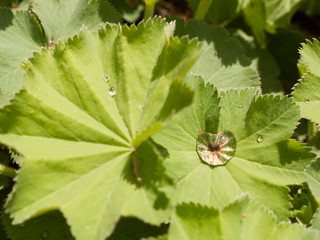 Water Droplets upon the Green Leaf Head of A plant