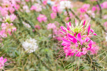 Cleome flower or spider flower (Cleome spinosa) in beautiful garden.