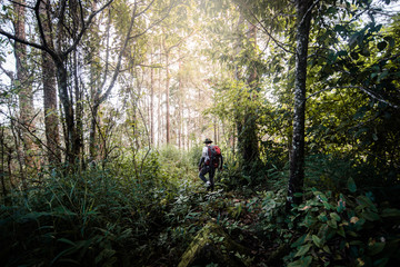 Obraz premium A man trekking on forest trail