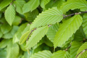 détail feuilles de charme