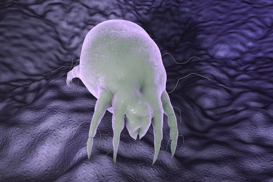 Dust mite Dermatophagoides which lives in dust and furniture and whose excrements cause allergic reaction and asthma, 3D illustration