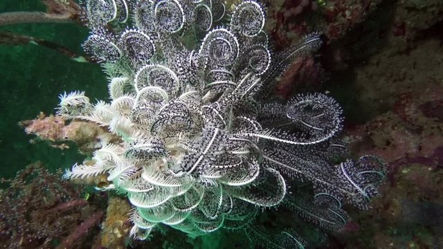 Comanthina sea lily, Crinoidea, Sawtoothed Feather star underwater in ocean