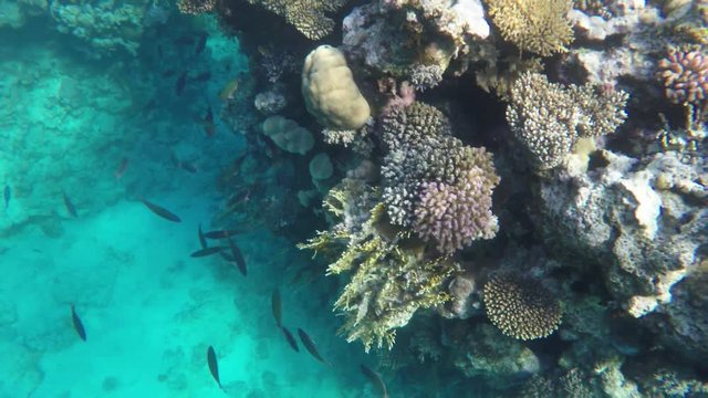 Coral reefs in the red sea. Visible coral and fish
