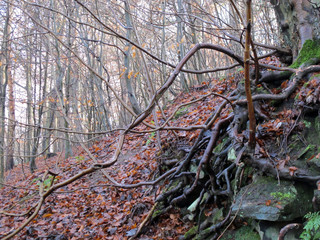 Dixies in December collection