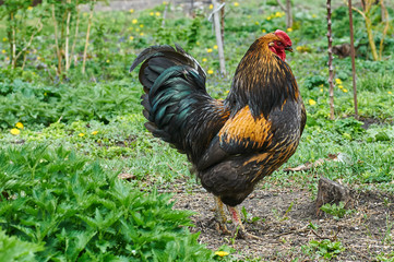 The rooster in a green garden.