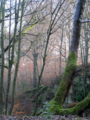 Dixies in December collection