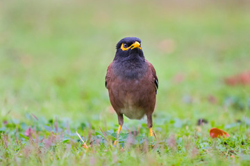 Acridotheres bird in close up