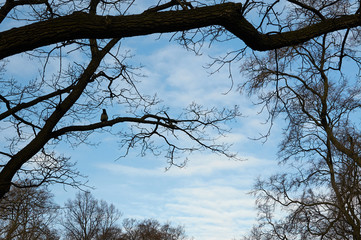 Beautiful white clouds and autumn trees against the blue sky