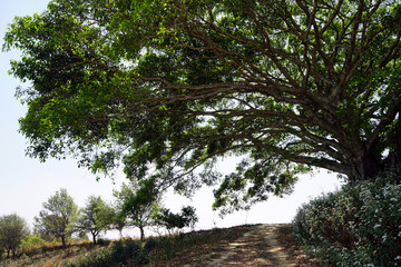 Big tree
