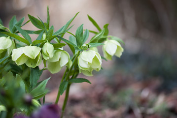 Green Hellebore