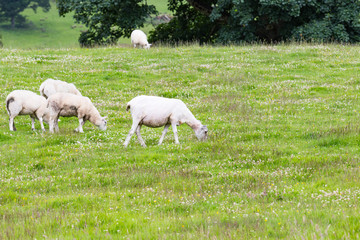 Sheep in nature green meadow.