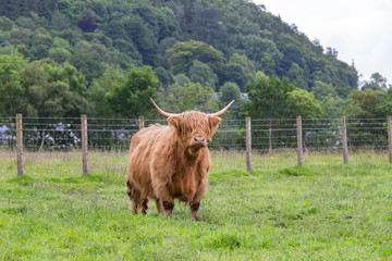 Highland Cattle walking in a farm.