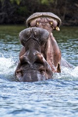 Tterritorial Hippo males