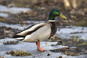 Fototapeta premium Duck mallard