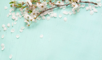 Amazing background With white cherry blossoms