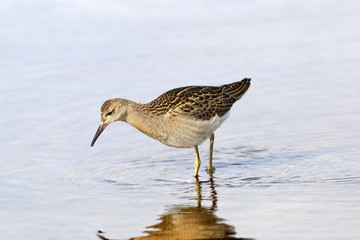 Ruff  in water