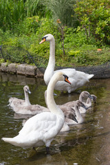 Gooses family on the coast Inland