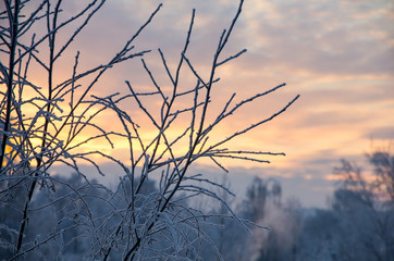 Frozen branches against the sky