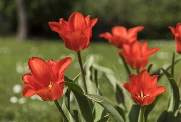 Tulipes naines - Chartreuse - Isère.