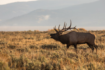 Bull Elk Bugling in the Rut