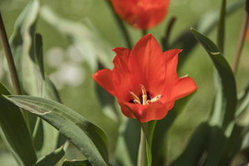 Tulipes naines - Chartreuse - Isère.