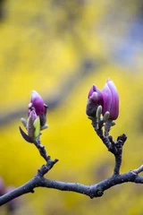 Crédence de cuisine en verre imprimé Magnolia Blossoming of magnolia flowers in spring time.