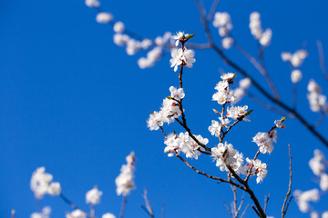 Apricot tree blossom flower on blue sky