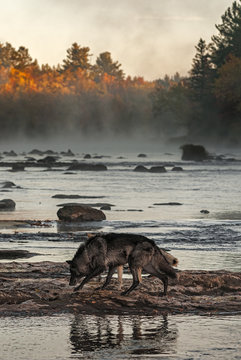Fototapeta Grey Wolves (Canis lupus) Walk Left Across River Rocks