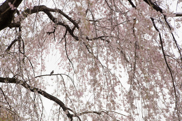 枝垂れ桜