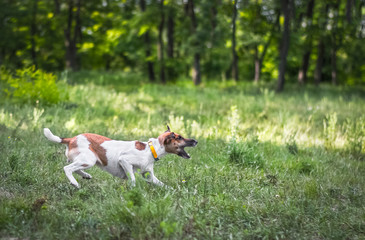 Naklejka na ściany i meble Dog fox terrier running on green grass