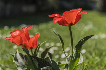 Tulipes naines - Chartreuse - Isère.