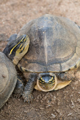 Turtle on the ground