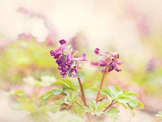 Spring sunny flowers Corydalis in a light key natural beautiful spring background