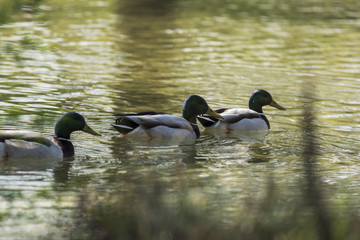 Canards et foulques - Lac Saint André - Savoie.