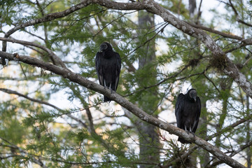 American Black vulture