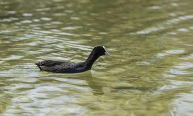 Canards et foulques - Lac Saint André - Savoie.