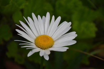 Obraz premium pâquerette